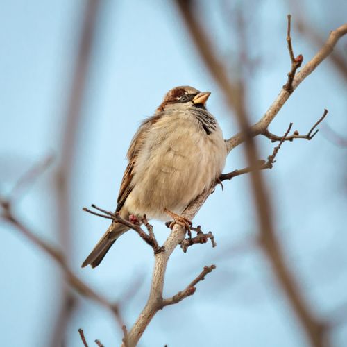 Free A sparrow bird perched on a branch, captured in a low angle shot with blurred background. Stock Photo