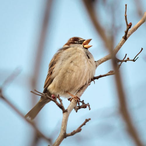 Free Brown Bird Perched on Brown Tree Branch Stock Photo