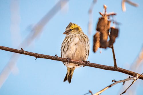 Free Brown Bird Perched on Tree Branch Stock Photo