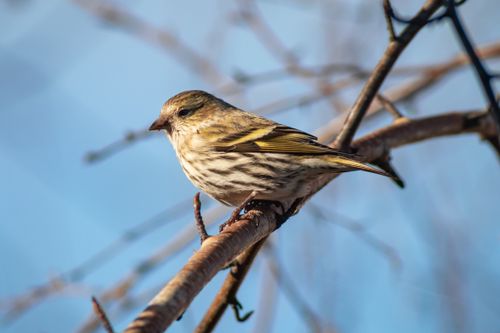Free Close-up of a Eurasian siskin sitting on a branch. Perfect for birdwatching enthusiasts. Stock Photo