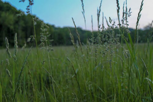 Безкоштовне стокове фото на тему «заводи, Захід сонця, трава»