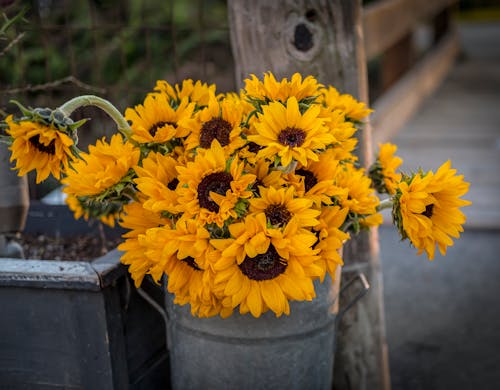 Foto stok gratis bunga, bunga kuning, bunga matahari