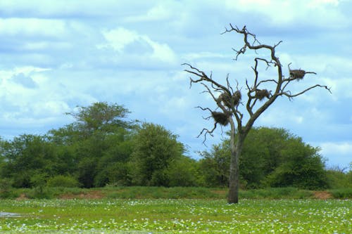 Fotobanka s bezplatnými fotkami na tému hniezdenia, Južná Afrika, veľký strom