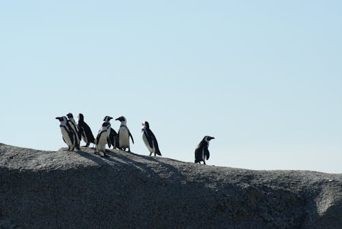бесплатная Стая пингвинов Стоковое фото