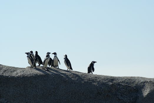 Penguins gathered on a rocky cliff under a clear sky, showcasing a serene wildlife scene.