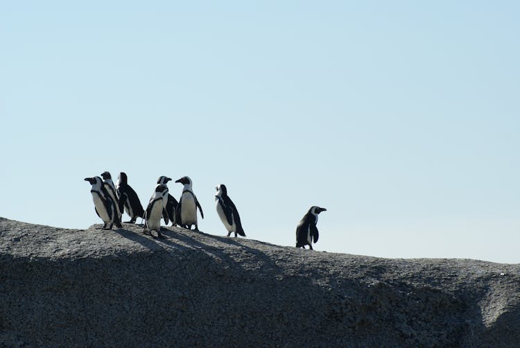 Flock Of Penguins