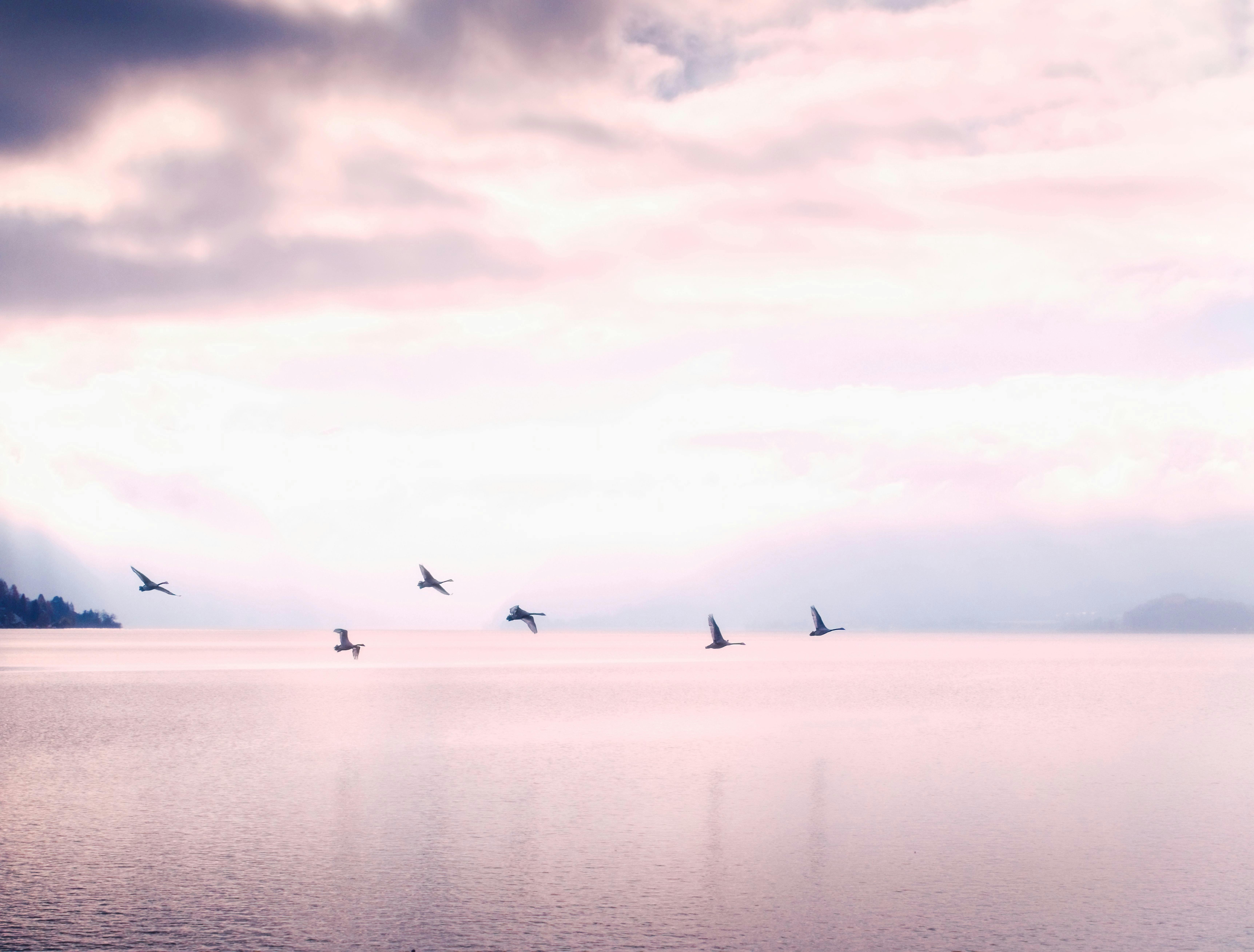 Tranquil scene of birds flying over a peaceful lake with a pink sky and dramatic clouds.