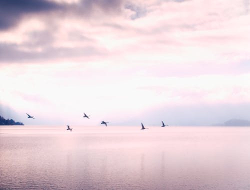 鳥兒在暮色的天空中飛過湖面