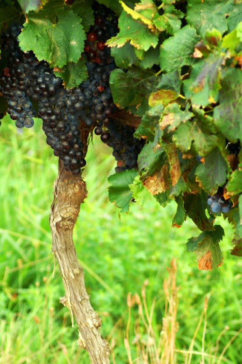 Free stock photo of grape vines