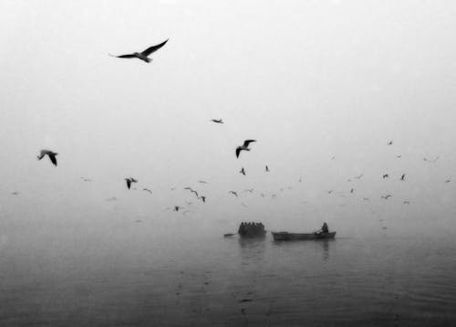Free stock photo of boatman, ferry, ganges
