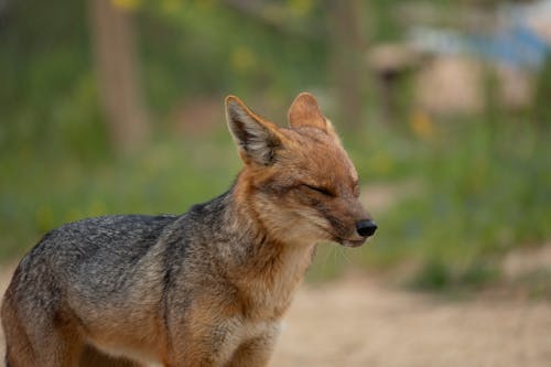A Furry Fox with Eyes Closed