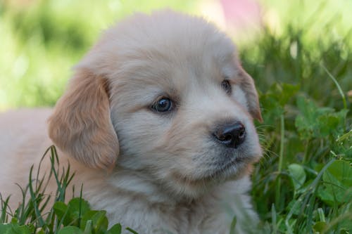 Close-Up Shot of a Golden Retriever Puppy on the Grass