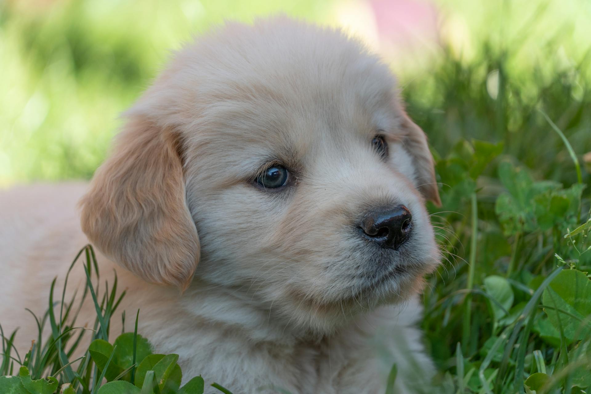 En närbild av en golden retrievervalp på gräset