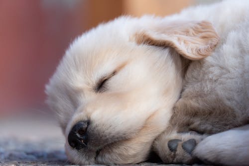 Free Close-Up Shot of a Golden Retriever Puppy Sleeping Stock Photo