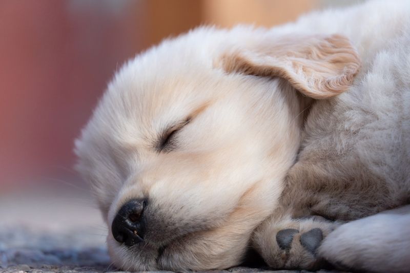 Sleepy golden puppy resting its head