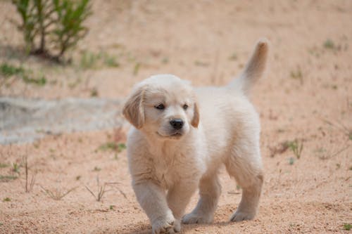 A Golden Retriever Puppy Walking