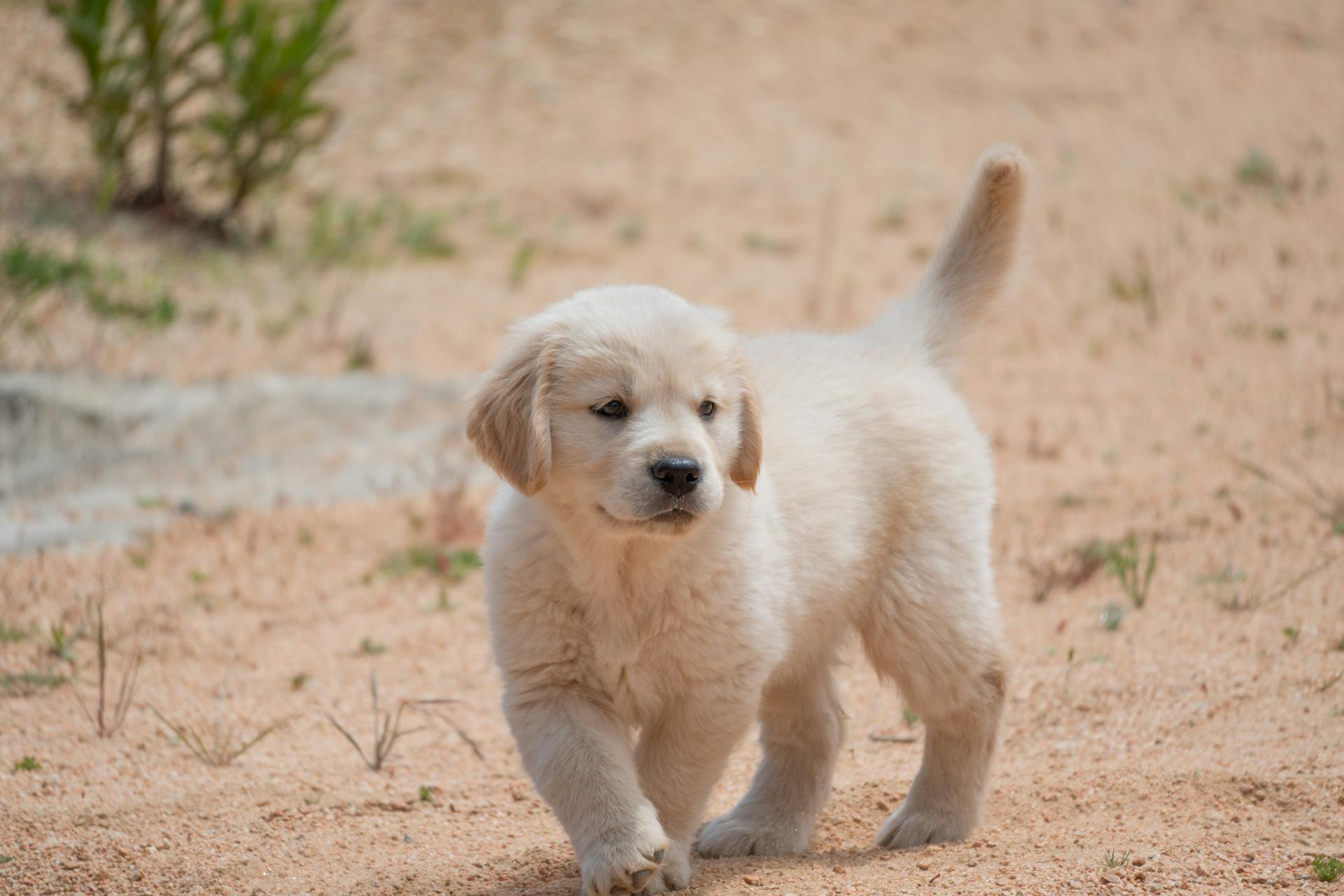 En golden retrievervalp på promenad