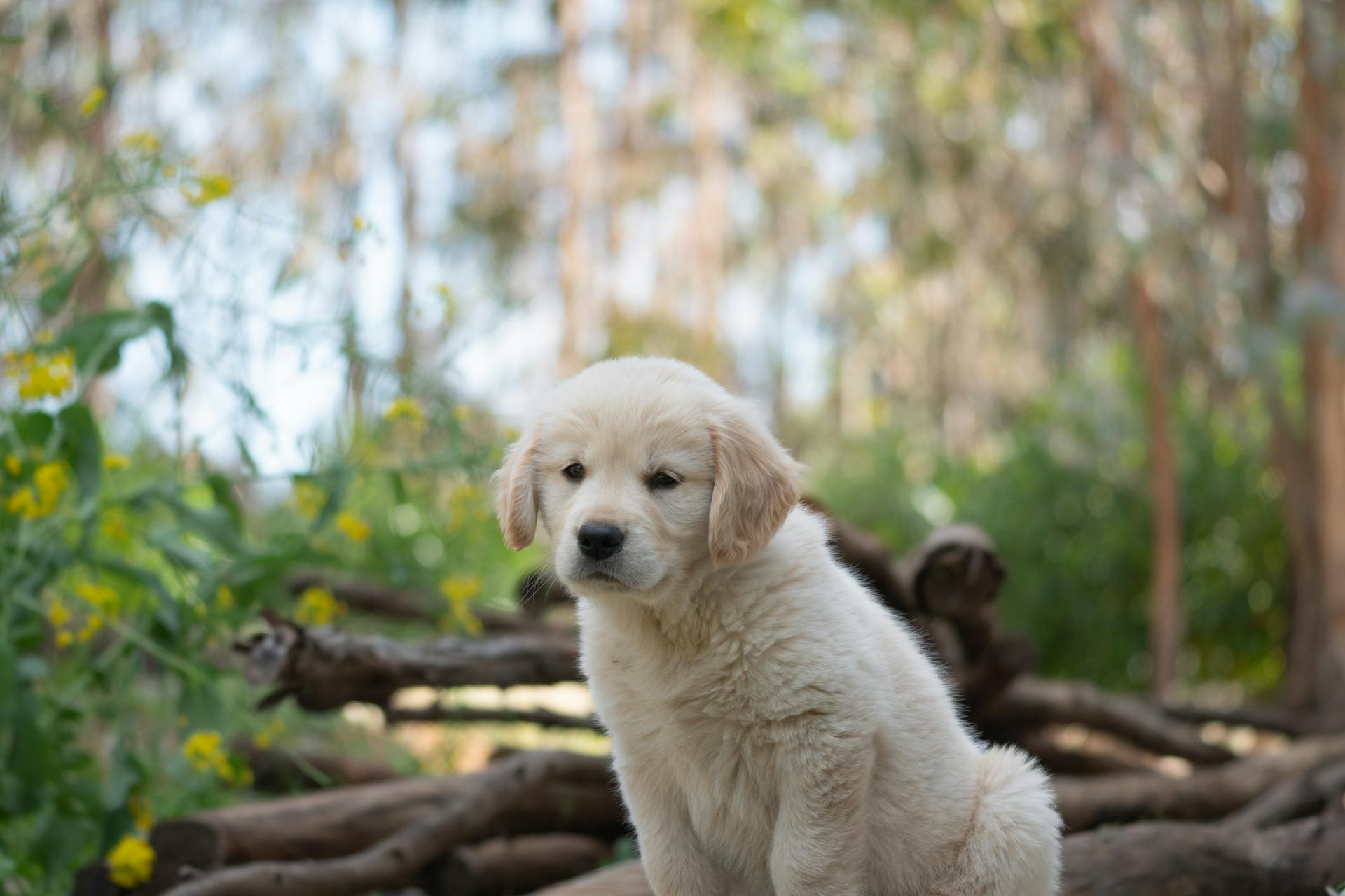 En golden retriever valp som sitter