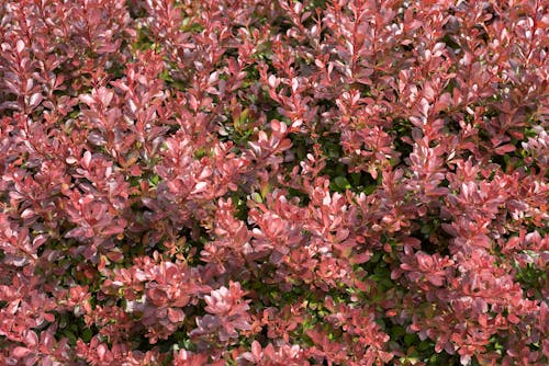 Jardin De Fleurs De Pétales Bruns