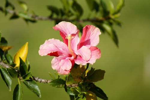 Free stock photo of hibiscus