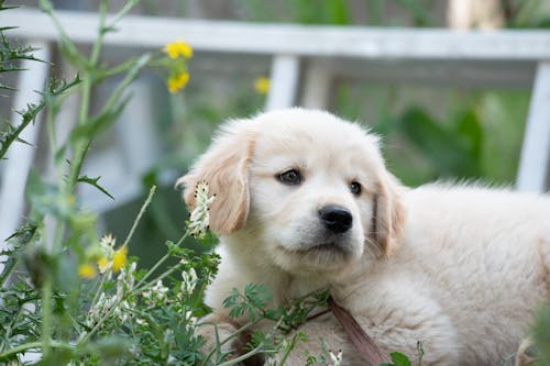 Close-Up Shot of a Golden Retriever Puppy 