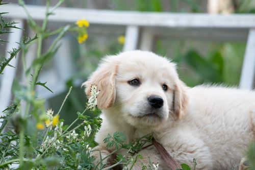 Free Cute golden retriever puppy relaxing in a garden surrounded by greenery. Stock Photo