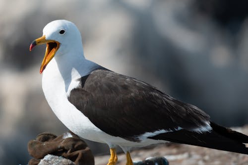 Δωρεάν στοκ φωτογραφιών με aves, charadriiformes, laridae