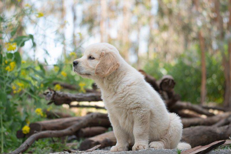 Pet product