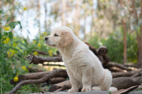 Free Adorable golden retriever puppy sitting outdoors surrounded by nature. Stock Photo