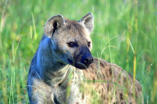 Free stock photo of hyena