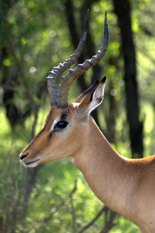 Free stock photo of gazelle