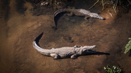 Free Black Crocodile on Body of Water Stock Photo