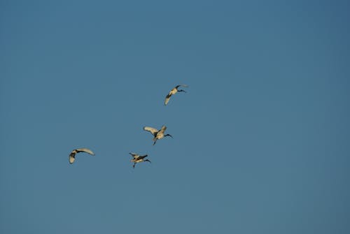 Free stock photo of birds flying, ibis