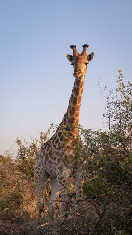 Free Majestic giraffe among bushes in Kruger National Park, South Africa. Stock Photo