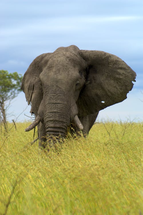 Free stock photo of elephant