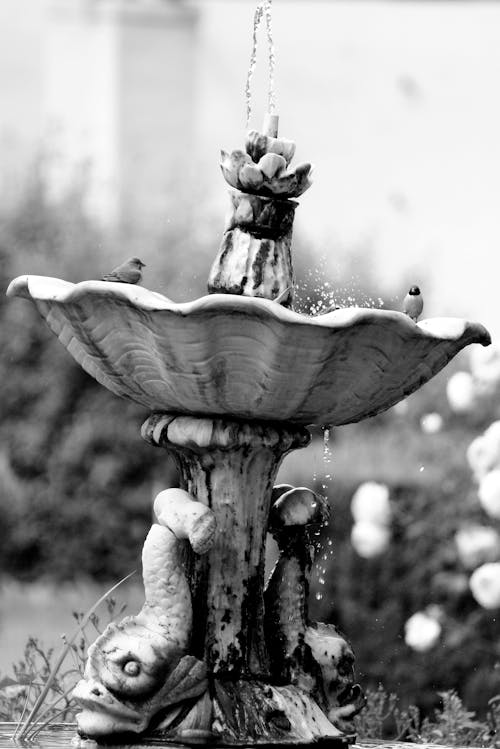 Free stock photo of birdbath, fountain, vintage