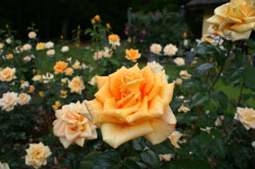 Free stock photo of rose garden, roses