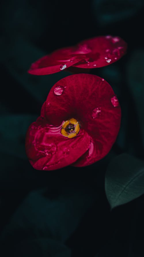 Free Close-Up Shot of Red Poppy Flowers in Bloom Stock Photo