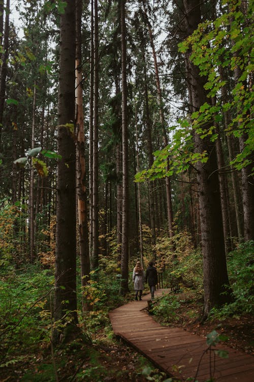 Photos gratuites de arbres, bois, conifère