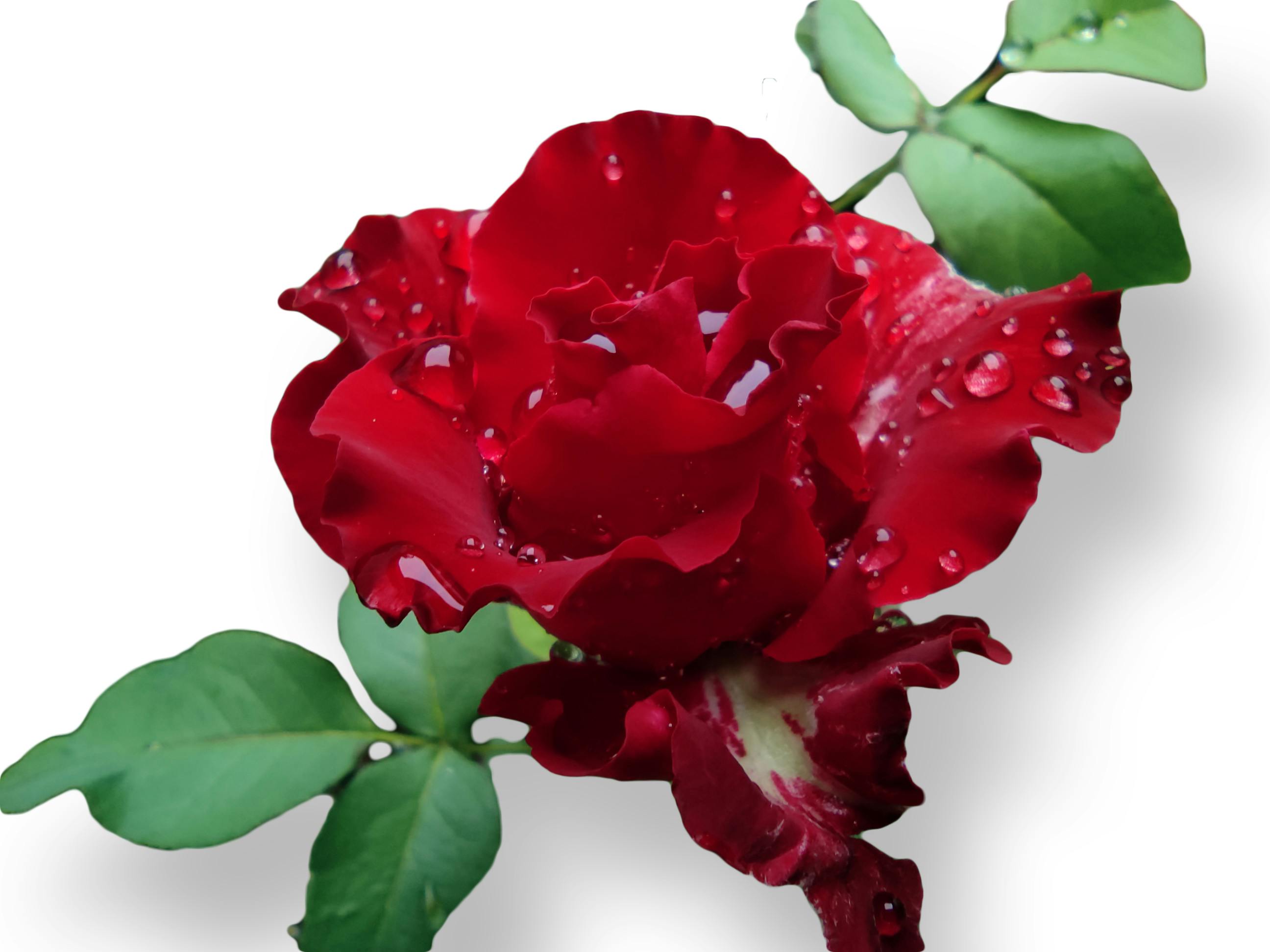 리스 기간별 월 납입금 변화 그래프