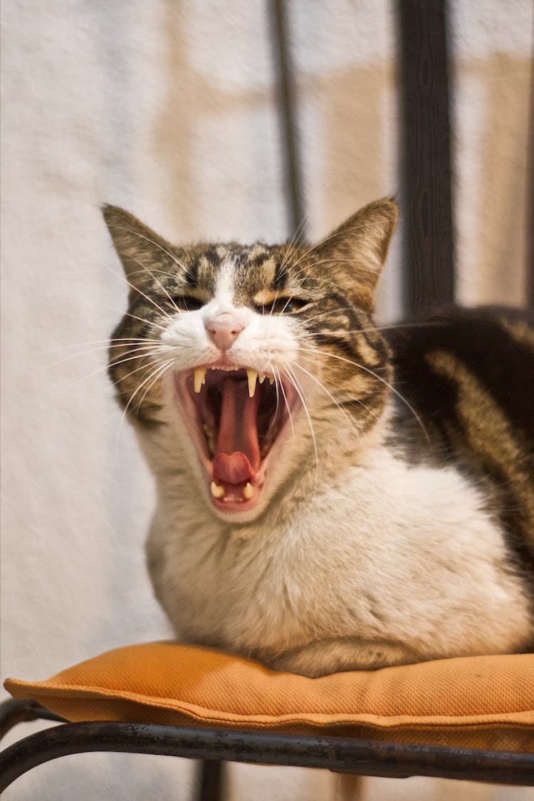 Tabby Cat Growling