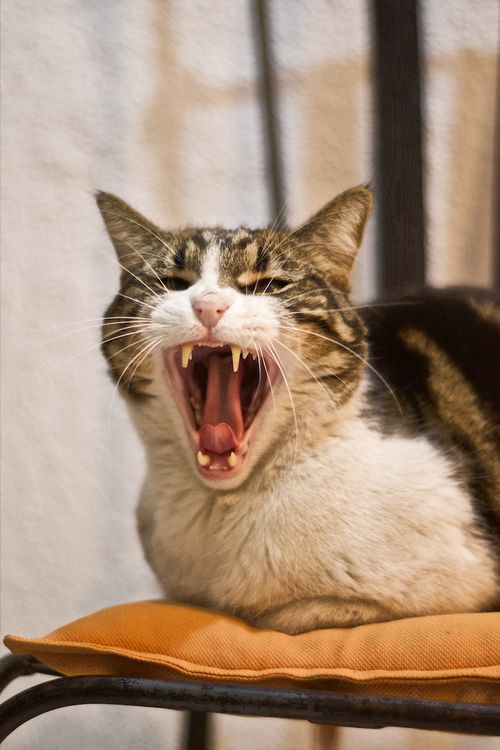 Free A close-up shot of a yawning domestic cat with prominent whiskers and sharp teeth. Stock Photo