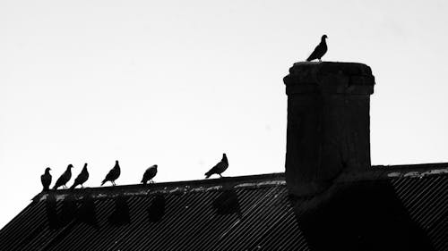 Free stock photo of country town, pigeons, roof
