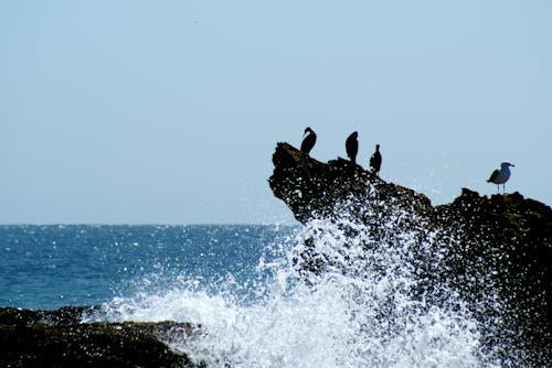 Free stock photo of coastal, seabirds, waves
