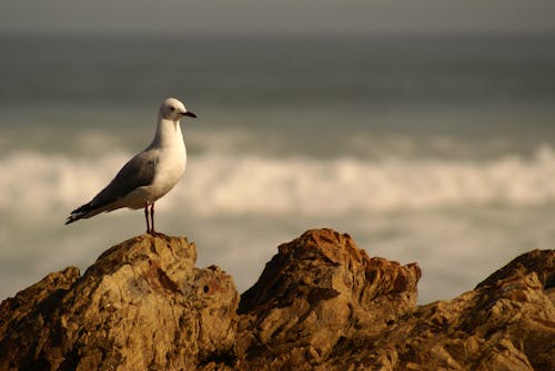Free stock photo of coast, seagull, shoreline
