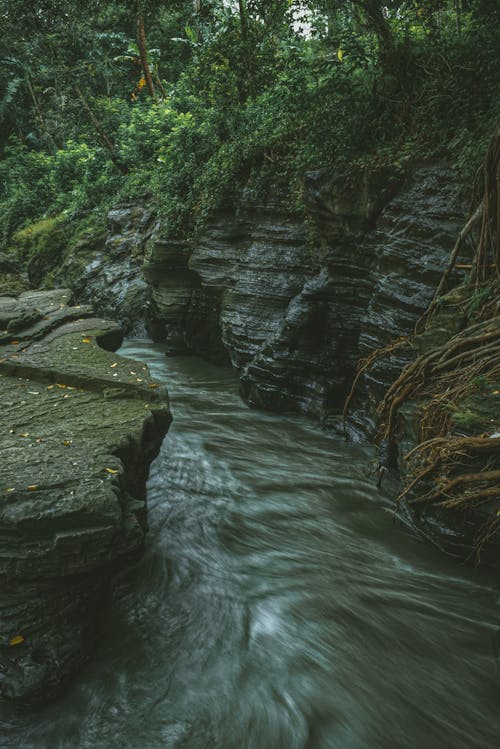 강, 나무, 물의 무료 스톡 사진