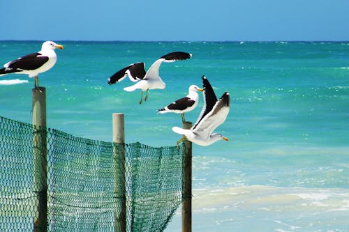 Seagulls Standing on a Wooden Fence Near a Beach