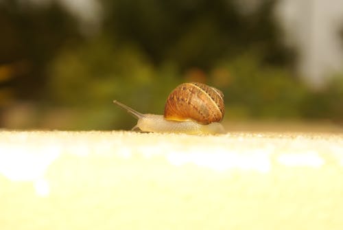 Free stock photo of snail