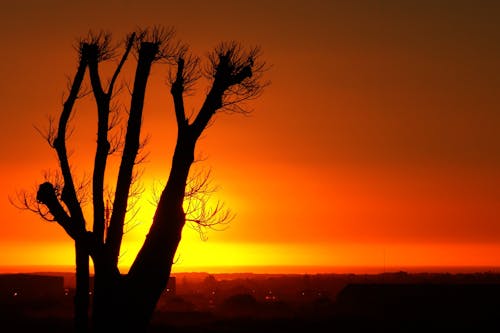 Free stock photo of sunset, tree
