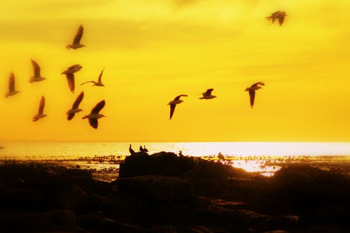 Free stock photo of seagulls, sunset, westcoast